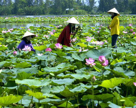 du lich,Du Lịch Đồng Tháp mùa nước nổi 